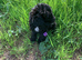 Stunning boy needs 5 star home please