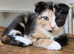 Beautiful Scottish Folds and Scottish Straights