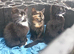 3 x 8 week old kittens