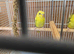 Helecopter Baby Female budgie