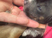 Chinese crested x dachshund