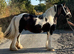 7 year old gelding