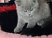 BEAUTIFUL LITTLE RUSSIAN BLUE KITTENS 9 WEEKS OLD