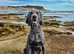 FREE, No Cost 1 Year Old Blue Weimaraner For Stud