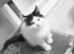 Black and white fluffy boys