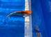 Pond maintenance , pond build , fish care