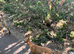 Fawn bitch 6 months old