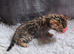 Brown spotted female Bengal kitten