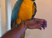 Silly Tame Blue and Gold Macaw