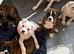 KC Boxer Puppies **READY NOW **