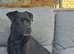 Patterdale puppies