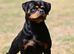 TRULY BRUTAL ROTTWEILER FEMALE FOR SALE