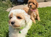 Toy Cavapoo Puppies