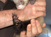 2 male ferrets