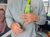 Tame and talking ringneck