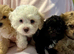 Last Girl Remaing - Beautiful Shihpoochon Puppy