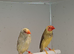 Proven pair of pied stars