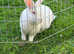 Male rabbit looking for a forever home