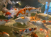 Koi carp