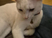 Beautiful Girl Still Looking for Loving Home