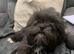 Adorable Lhasa Apso Boy puppies for sale