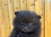 Pomeranian ready now