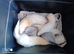 Albino ferrets