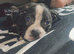 Puppies for sale