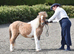 Coloured Standard Filly