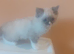Ragdoll kittens