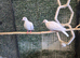 Beautiful friendly Java Doves – Perfect Aviary Birds Available Now!