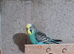 turquoise and blue male