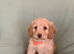 Cookerpoo puppies
