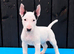 Stunning English bull terrier puppies for sale