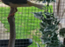 Aviary  close  down
