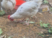 Barn mix rooster