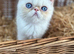 Stunning exotic female kitten