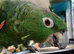 Large 12 year old amazon extremely tame