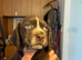 Beautiful sprointer pups