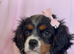 Beautiful Cavalier girl