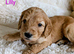 Adorable full DNA tested Cockerpoo puppies