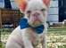 Pink French bulldogs with blue eyes