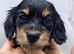 Stunning Miniature Long Haired Dachshund Girls