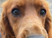 Cocker spaniel looking for forever home..