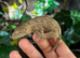 2 young leachianus geckos for sale