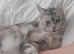 Gorgeous Maine Coon girl