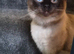 Beautiful ragdoll male