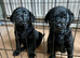 Rottweiler x Labradors