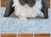 Beautiful French Lop Babies