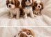 Cavalier King Charles pups
